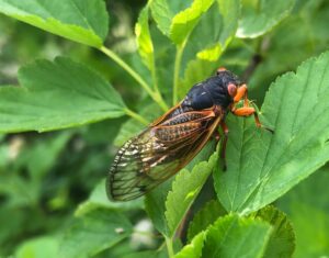 Periodical cicada standing on a leaf
